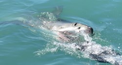 Napad morskog psa u Australiji, turist ostao bez stopala